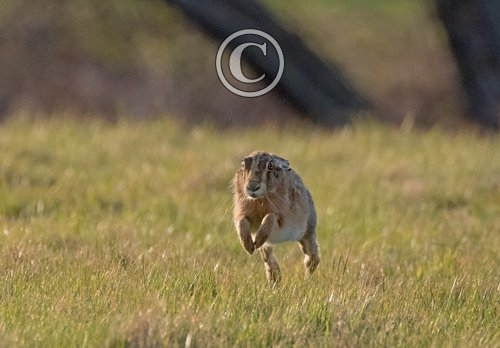  Brown Hare Running DM2042